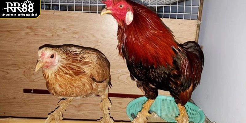 Gà Vảy Rồng - Giống Gà Chọi Được Săn Lùng Hiện Nay co-nhieu-cach-phan-loai-ga-vay-rong